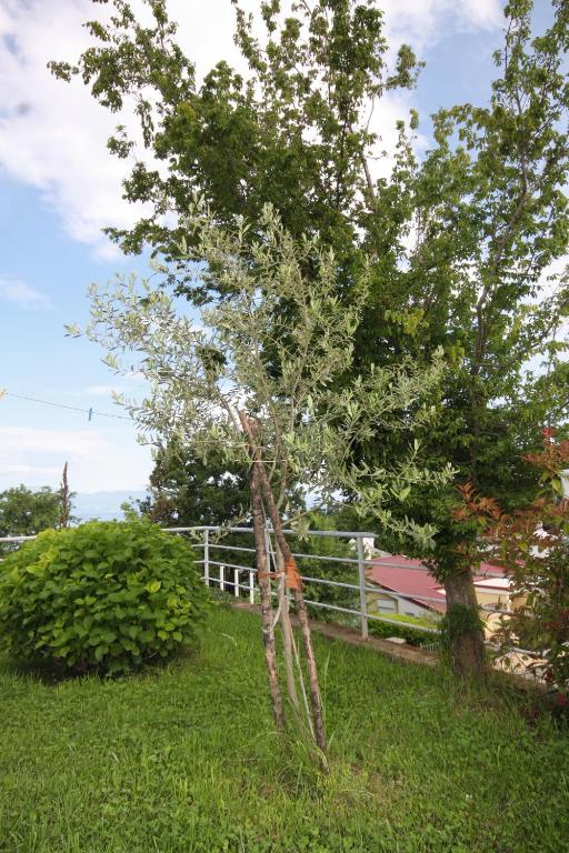 Ogród w obiekcie Apartments and rooms with WiFi Njivice, Krk - 5362