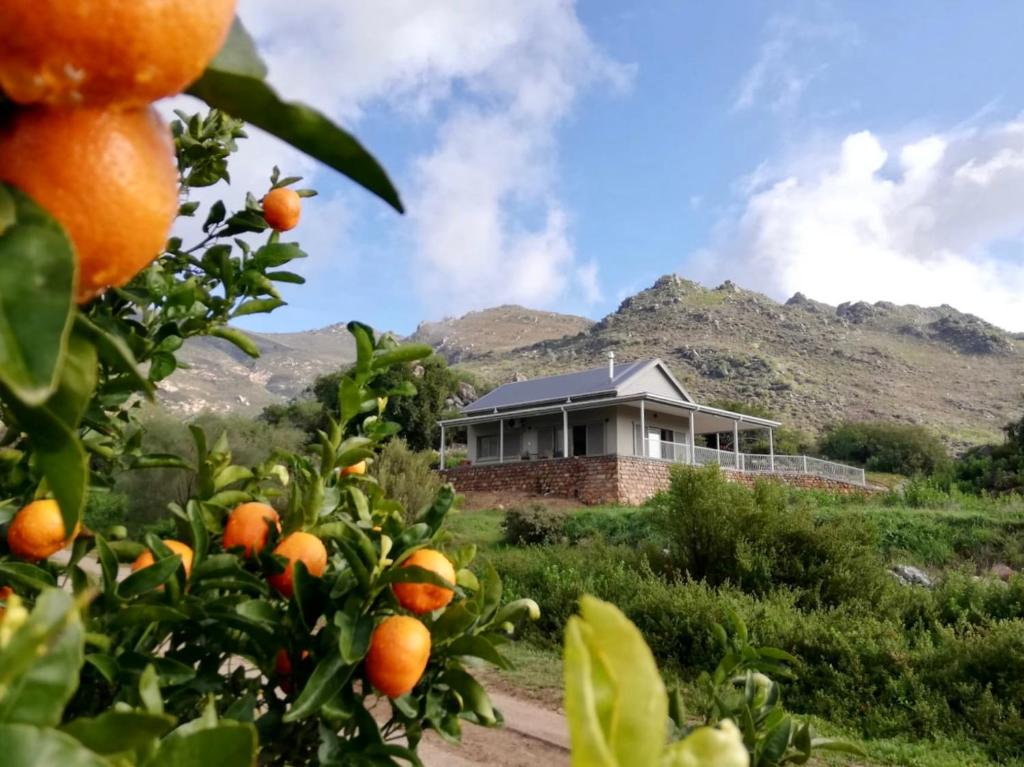 an orange tree in front of a house at Latjeskloof Accommodation in Citrusdal