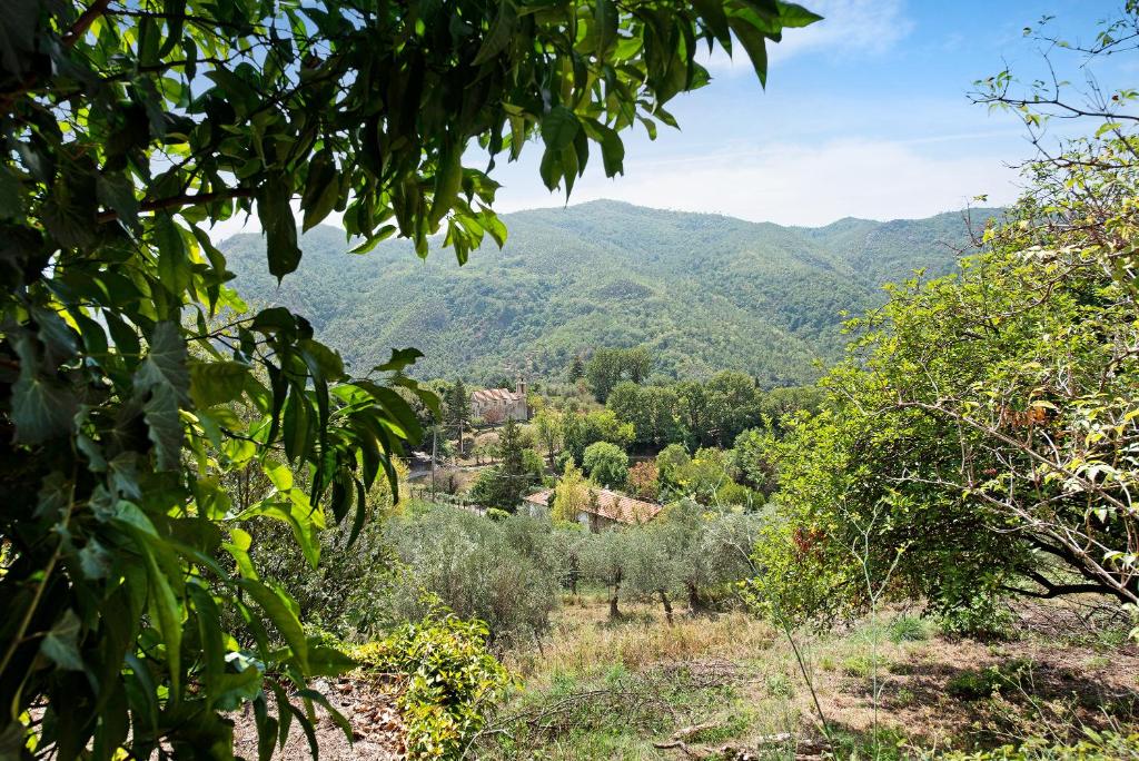 La liguria Tra Gli Ulivi 1