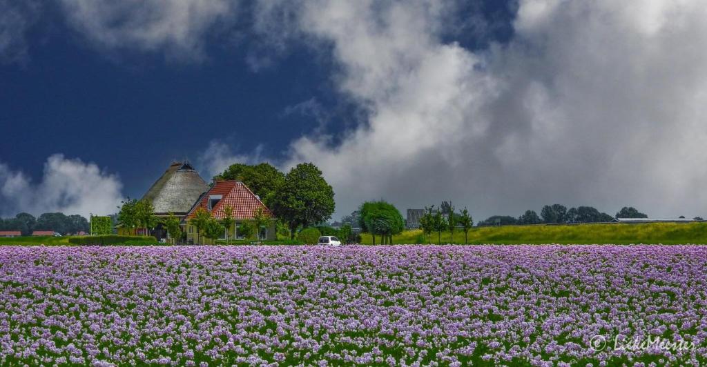 a field of purple flowers in front of a house at Oppe Klincke in Franeker