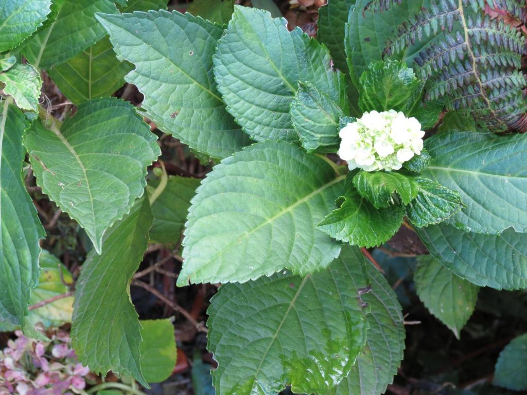 Olidal Pousada da Serra  Olidal Pousada da Serra