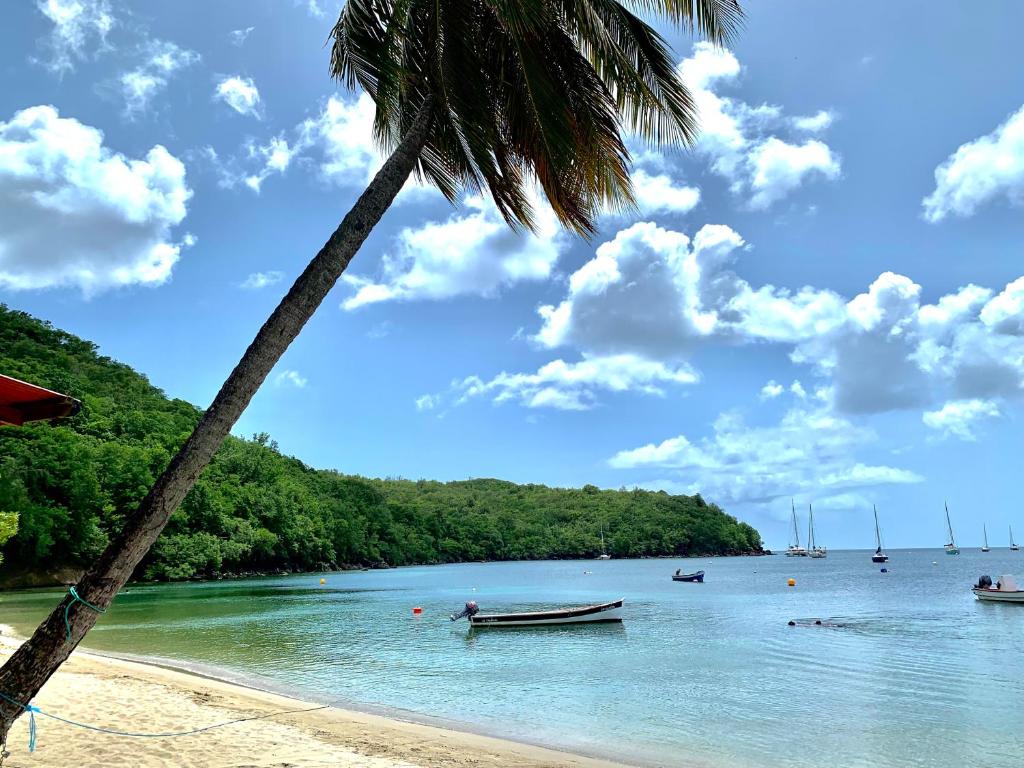 a palm tree on a beach with boats in the water at Chez Marie André et Jeanne in Grande Anse