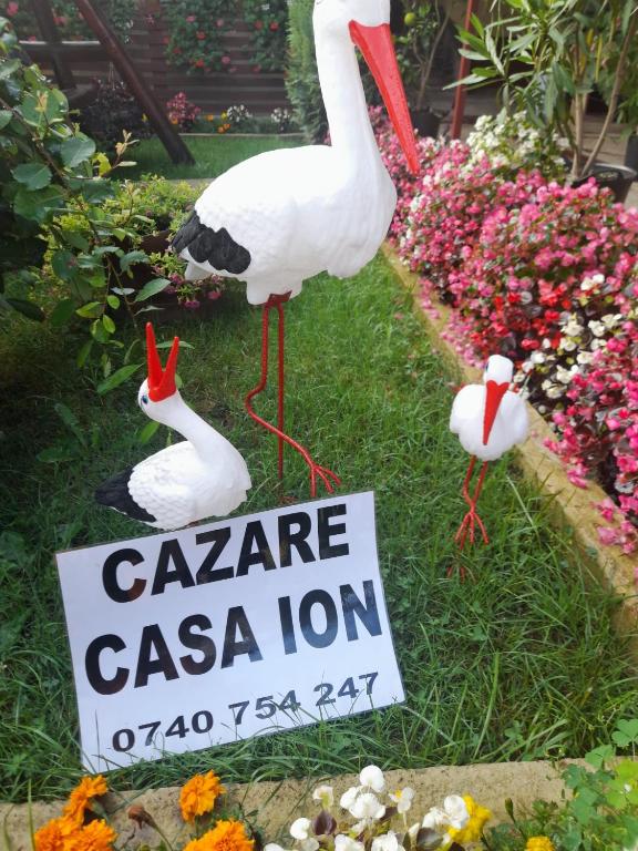 Zahrada ubytování Casa Ion