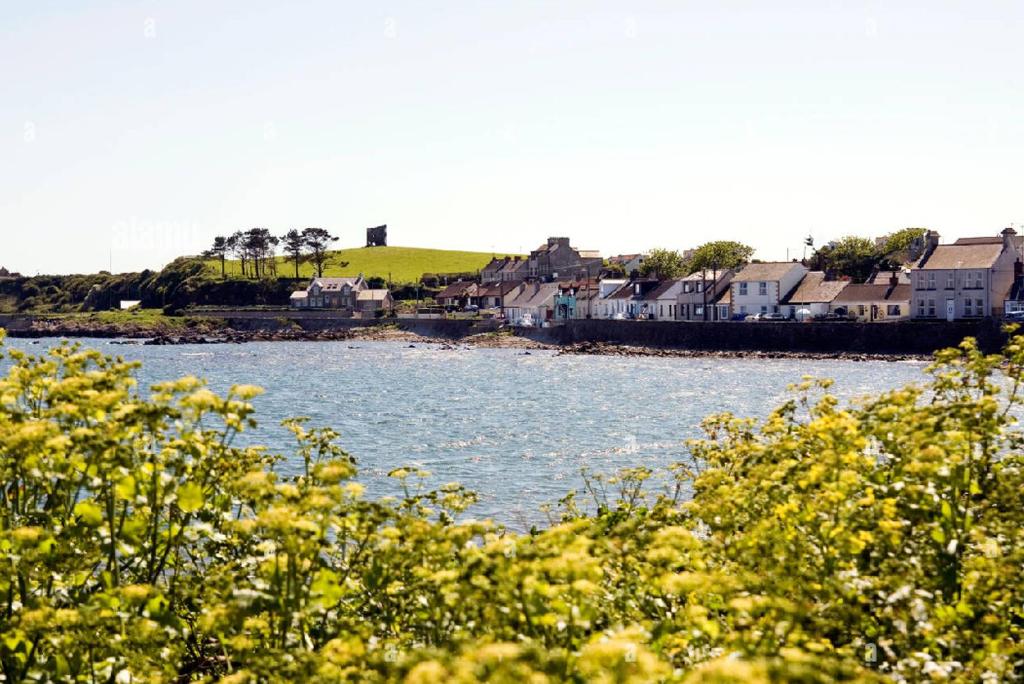a body of water with houses and yellow flowers at Fishermans Cottage in Killough