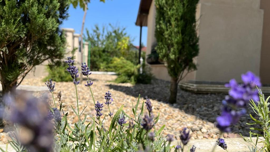 a garden with purple flowers in a yard at Mediterana Studio next to Baile Felix in Sînmartin