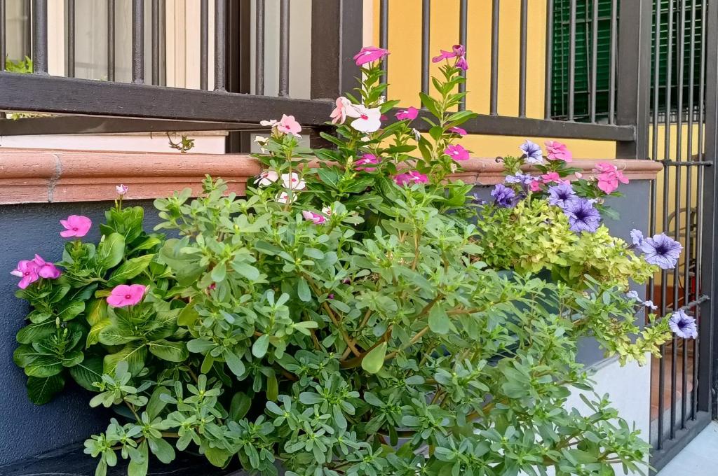 A garden outside Appartamenti Borghetto San Donato 105