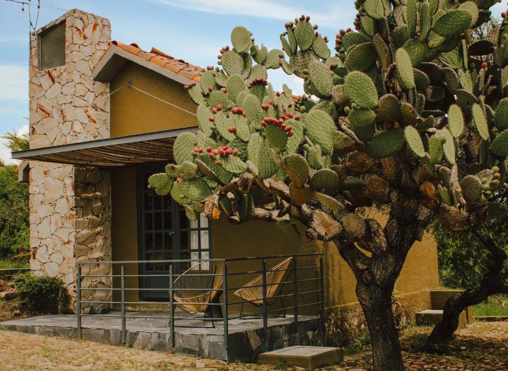 a cactus in front of a house at Bodegas Vaivén Hotel Boutique in Tequisquiapan