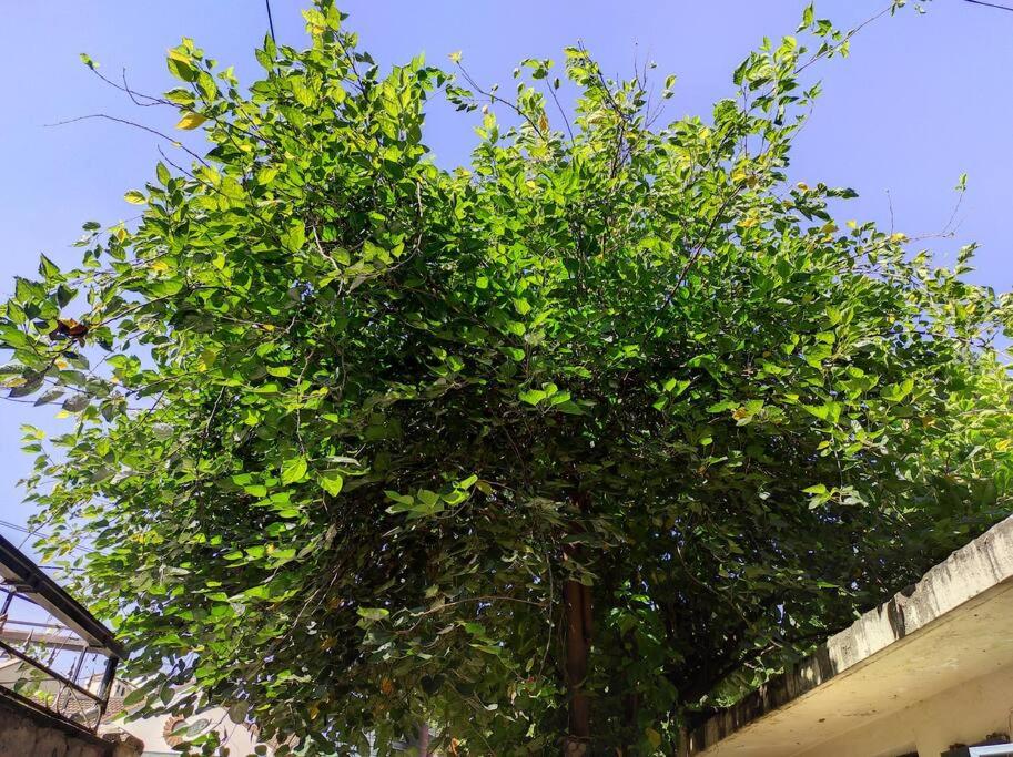 a large tree in front of a building at Walk to Strathmore Uni, Java, Wilson Airport,tmall in Nairobi