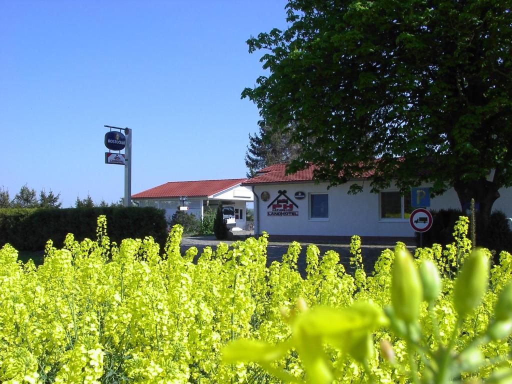 un campo de flores amarillas frente a un edificio en Landhotel Pathes Hof, en Bentwisch