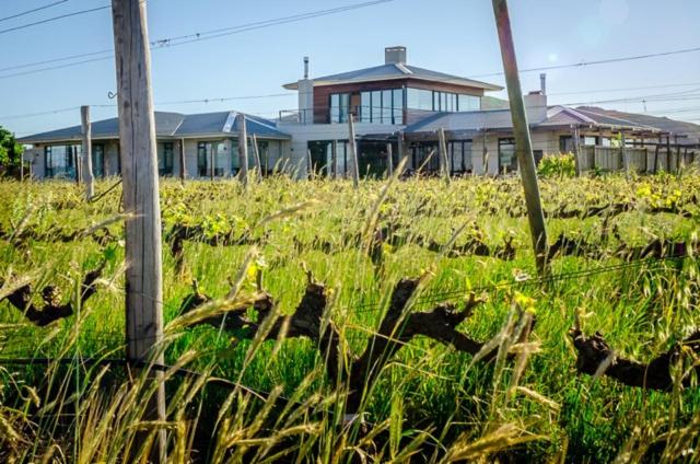 a field of tall grass with a house in the background at Domaine Coutelier in Stellenbosch
