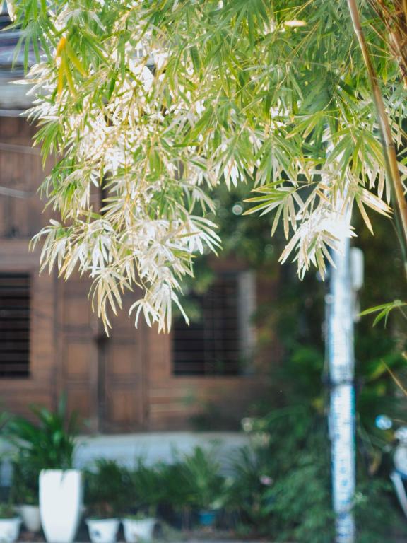 Vườn quanh Hoianese Center Hotel - Truly Hoi An