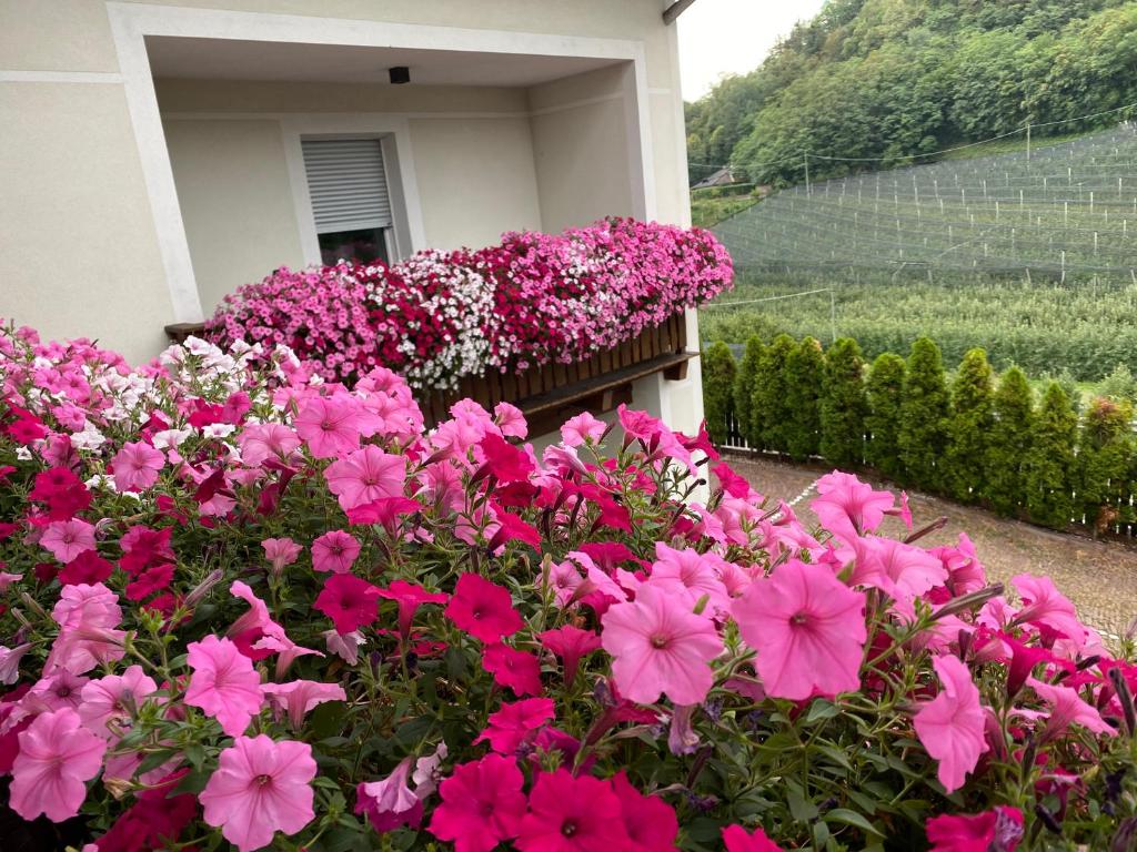 a bunch of pink flowers in front of a house at Garni San Paolo in Appiano sulla Strada del Vino