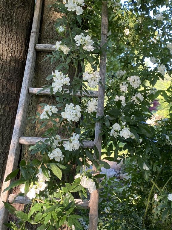 Een tuin van MyVilla B&B