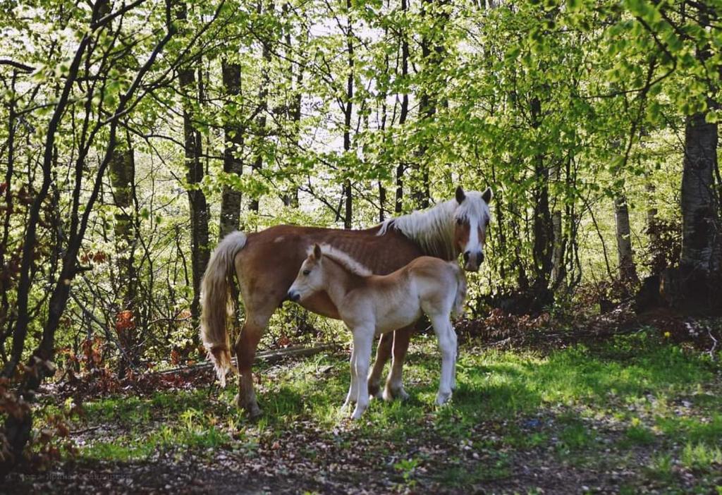 a horse and a baby horse standing in a field at Кошарите Стражата in Tsŭrvenyano