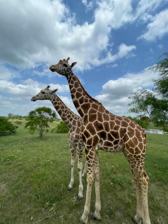 two giraffes standing next to each other in a field at Blue Hills Ranch in McGregor