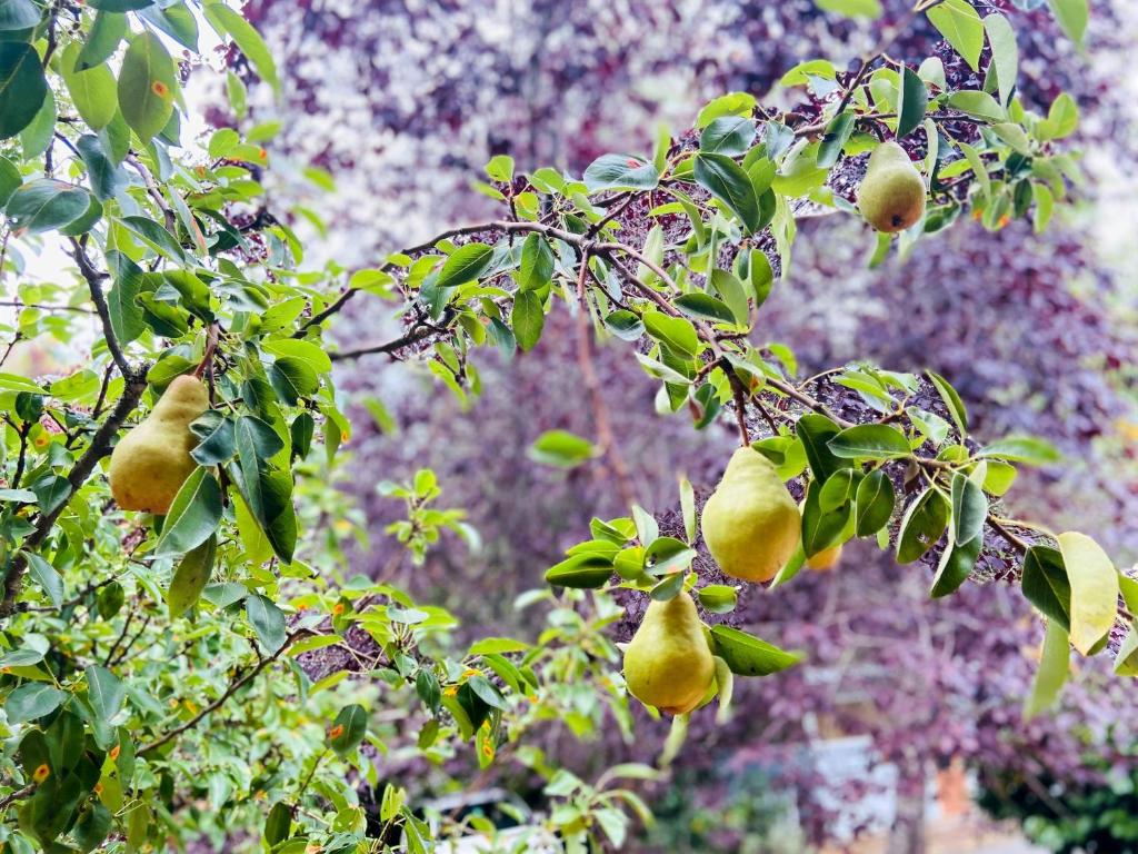 a bunch of fruit hanging from a tree at Wisteria Guest House in Ganges