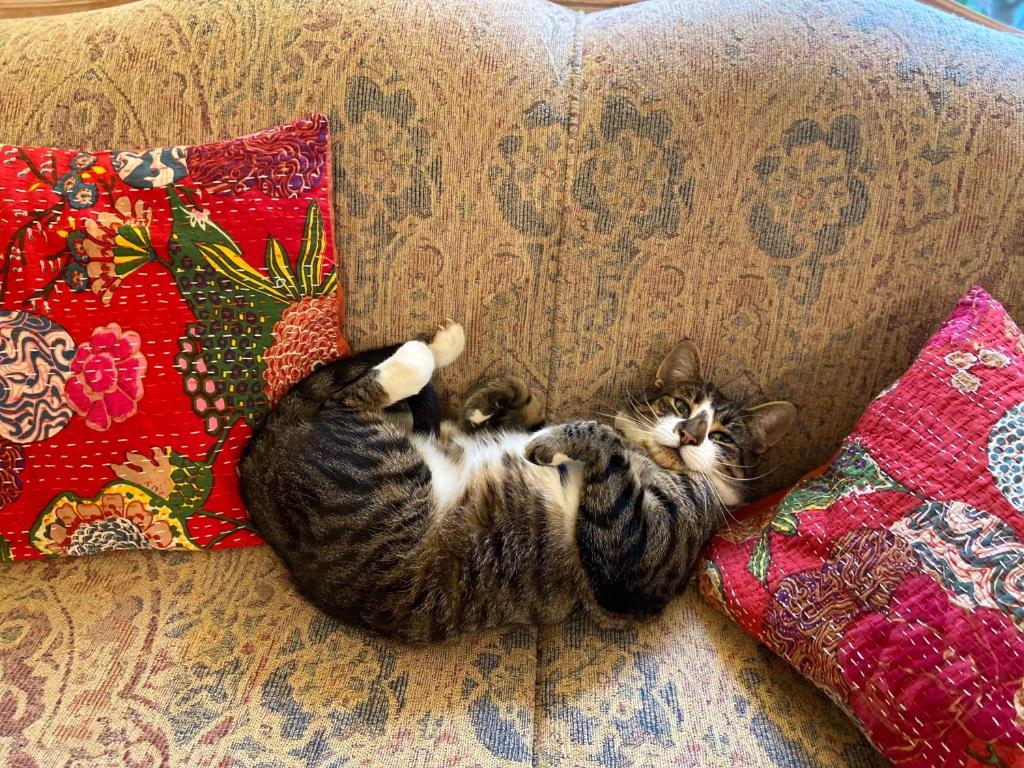 a cat laying on its back on a couch at Wisteria Guest House in Ganges
