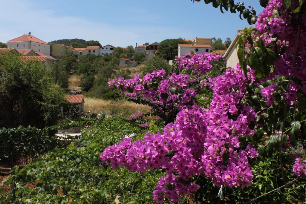 Vonkajšia záhrada v ubytovaní Apartments with a parking space Sali, Dugi otok - 8153