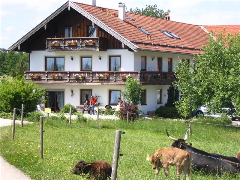 a group of cows laying in the grass in front of a house at Beim Rieder in Truchtlaching