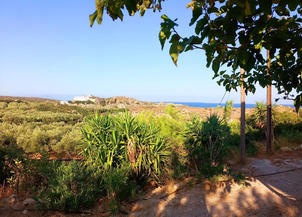a view of a field with trees and the ocean at Panorama in Elafonisi