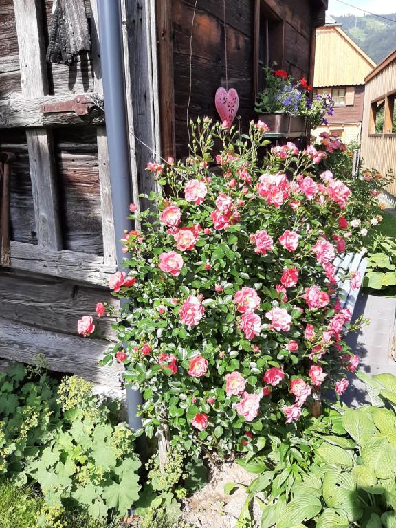 Zahrada ubytování Landhaus Tippl