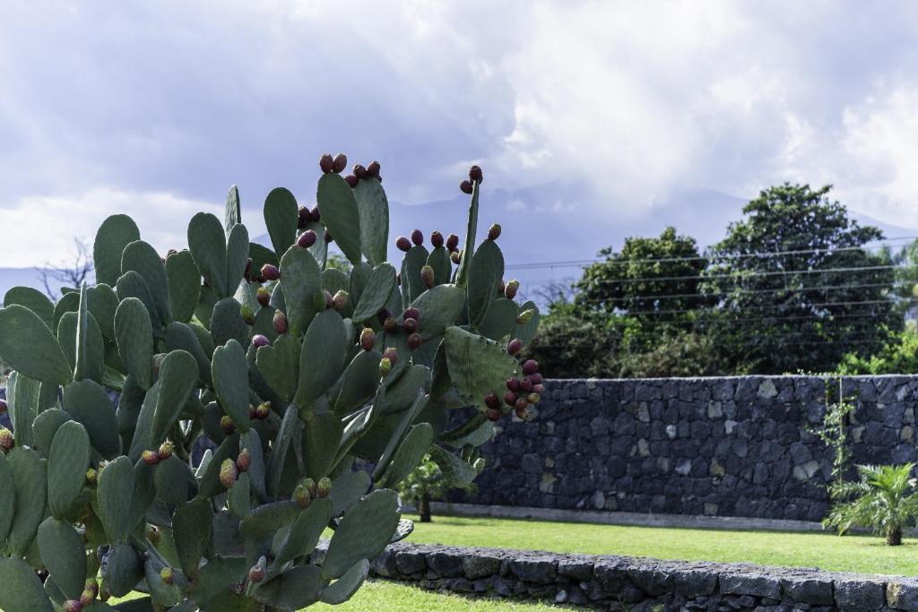 A garden outside Tropical House