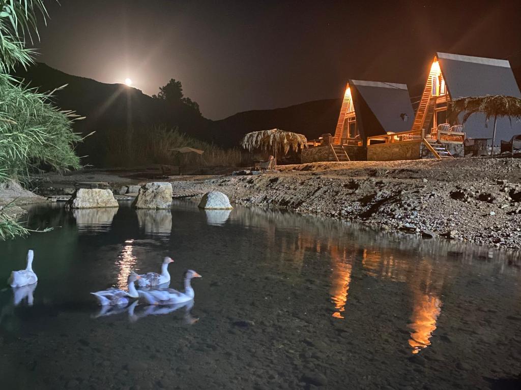 a group of ducks swimming in the water in front of a cabin at Wadi Al-Hassa camp in Khawkhah