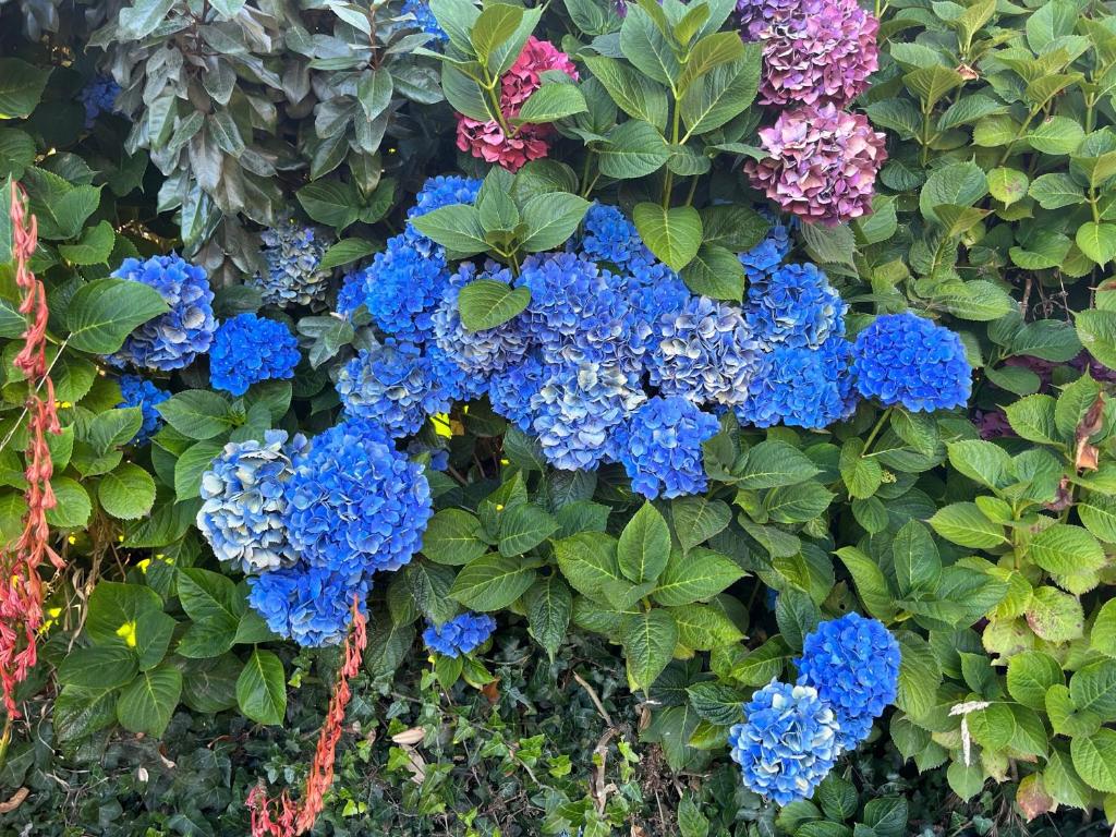 Jardin de l'établissement Ty Koad