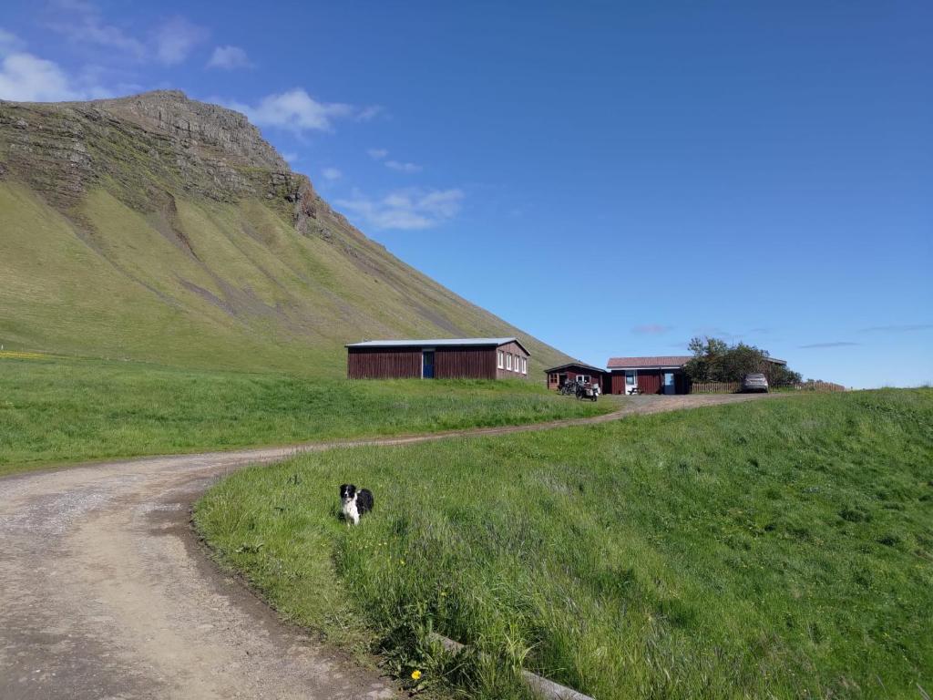 a dog standing in the grass next to a dirt road at Rauðsdalur in Brjánslækur