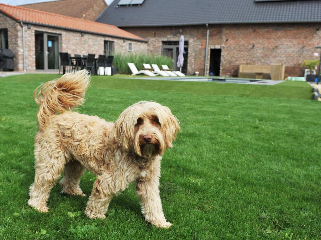 a dog standing in the grass in a yard at Splendid Holiday Home in Le Tignet South with Garden in Eisden