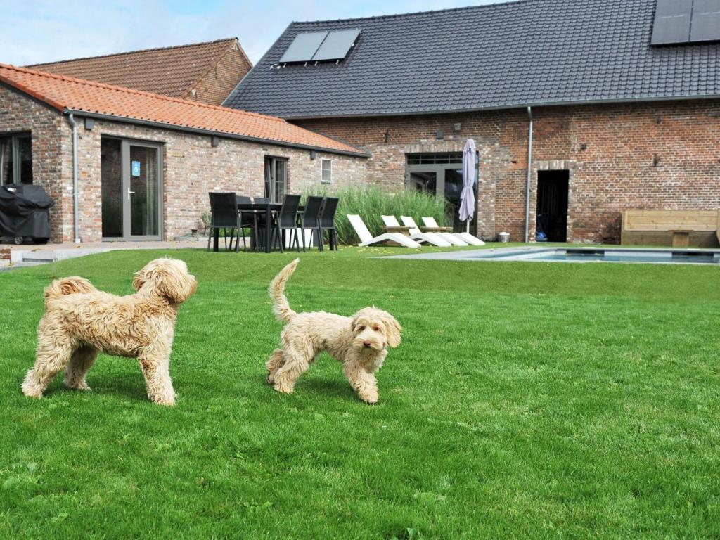 two dogs standing in the grass in a yard at Splendid Holiday Home in Le Tignet South with Garden in Eisden