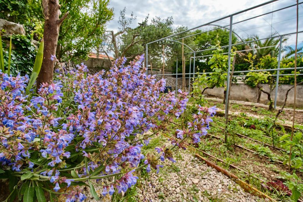 Vonkajšia záhrada v ubytovaní Holiday Home Lina Cipollina
