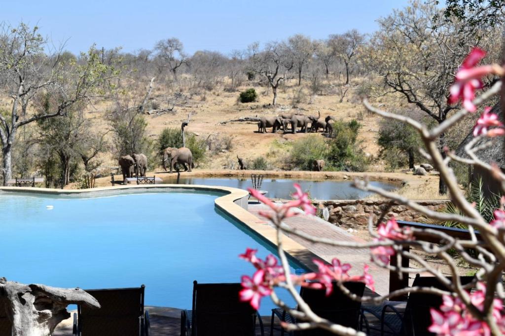 Bazén v ubytování MILIMA Big 5 Safari Lodge nebo v jeho okolí