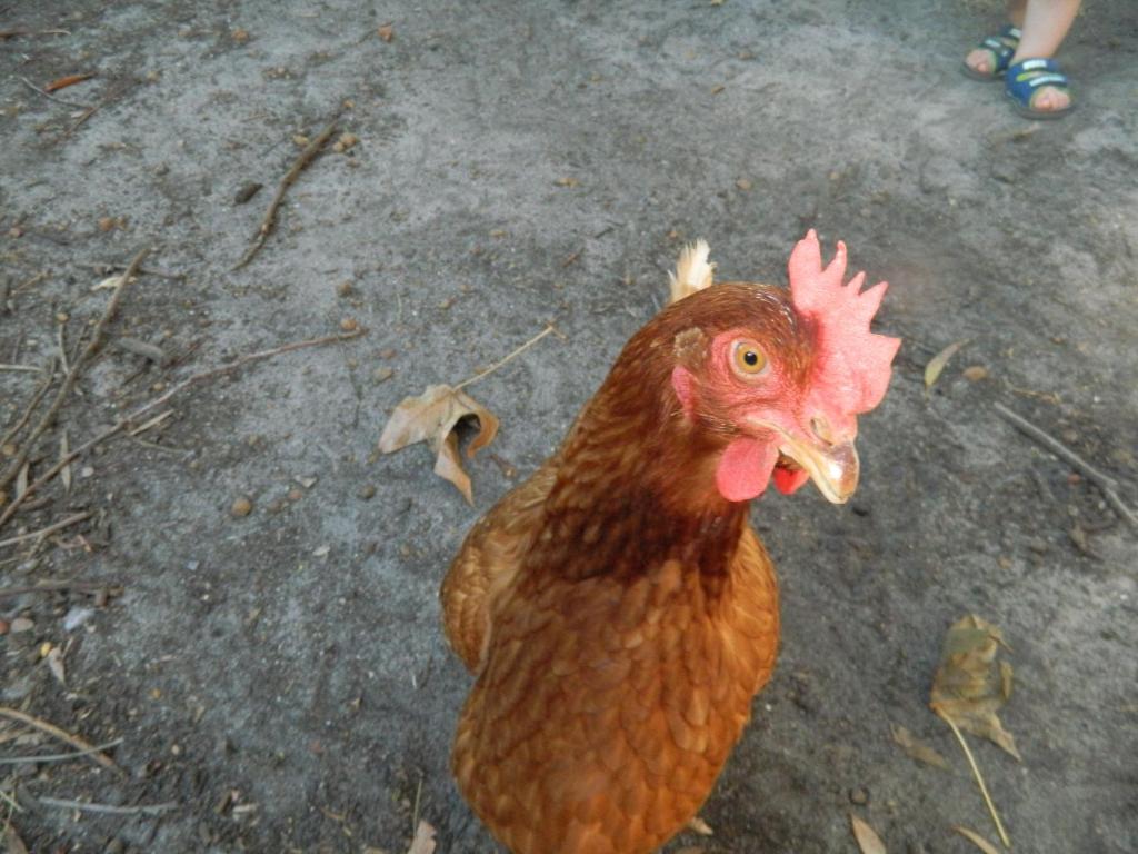 Zvířata v farmy nebo okolí