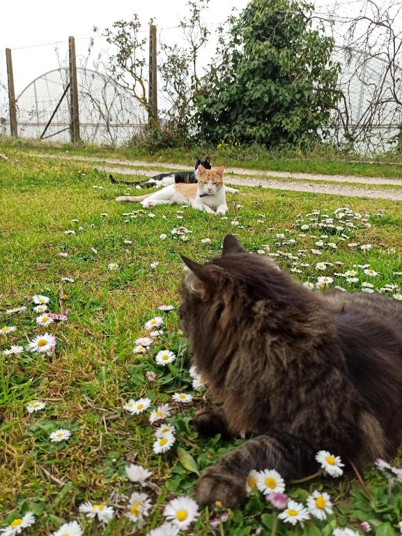 La nostra casetta kisállat-vendégei