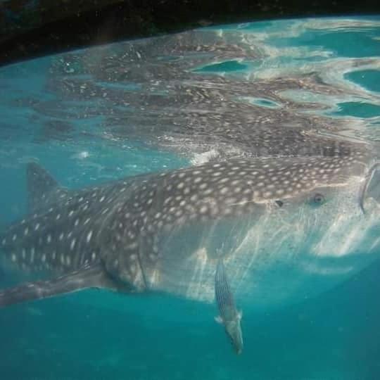 Animais no alojamento de turismo selvagem ou nos arredores
