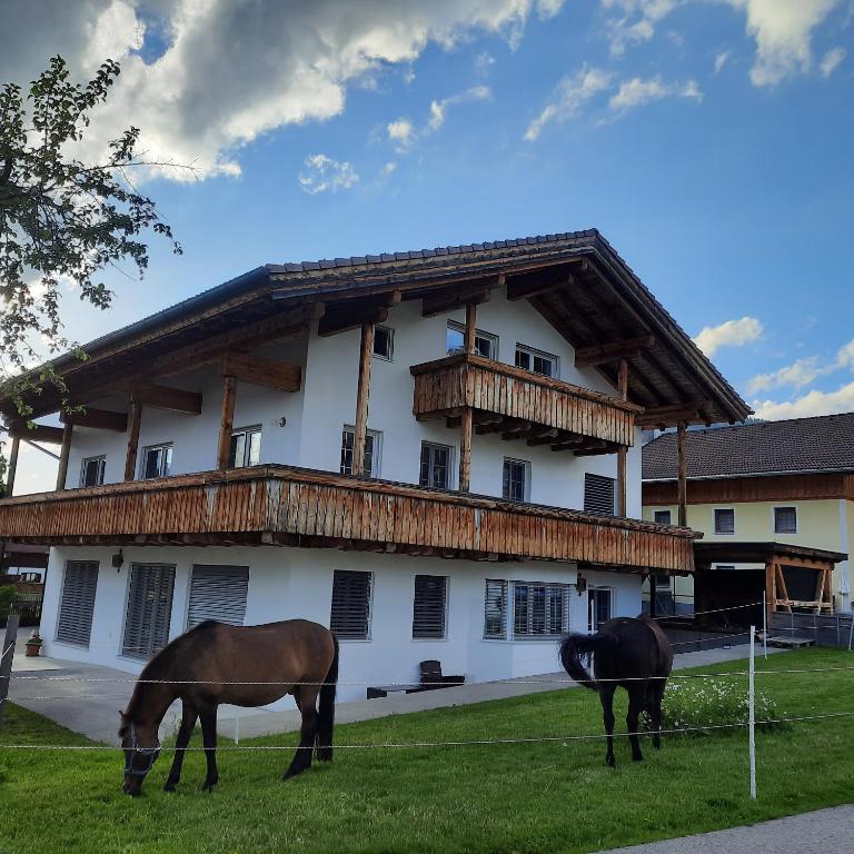 Zvířata v apartmánu nebo okolí