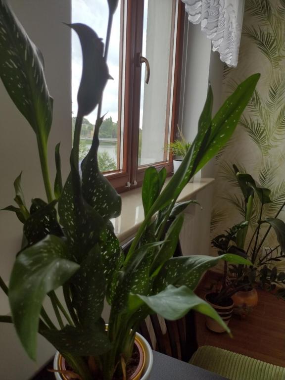 Fotografia z galérie ubytovania Apartament nad Jeziorakiem v destinácii Iława