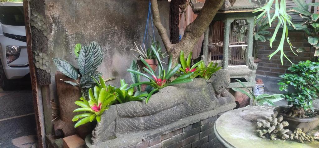 Giardino di Samblung Mas House