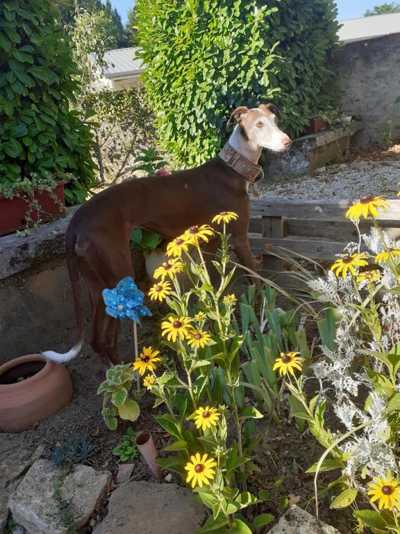 a brown dog sitting in a garden with flowers at LES TROIS CHARMES in Chaucenne