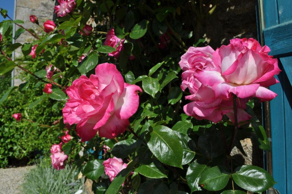 Een tuin van Ti Aval - G&icirc;te de charme &agrave; la campagne - c&ocirc;te de granit rose