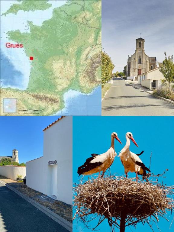 trois images d'oiseaux assis dans un nid dans l'établissement Galta des Matrus Appartement cosy 8kms de l Océan, à Grues