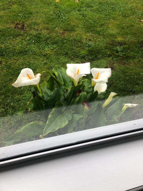 Inglewood shared Home BNB - Resim 27