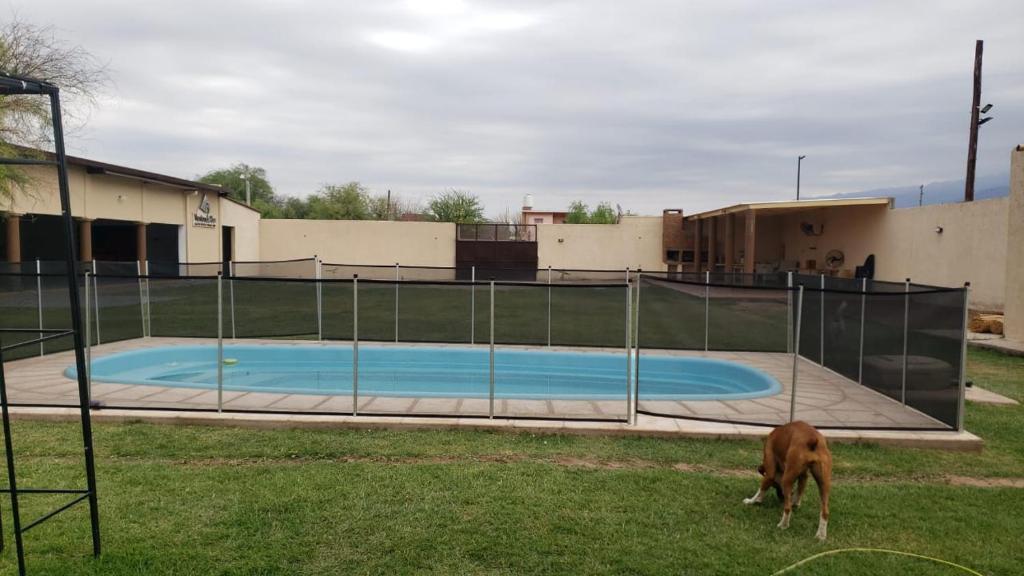 un perro pastando en la hierba junto a una piscina en Vientos del Sur en La Rioja