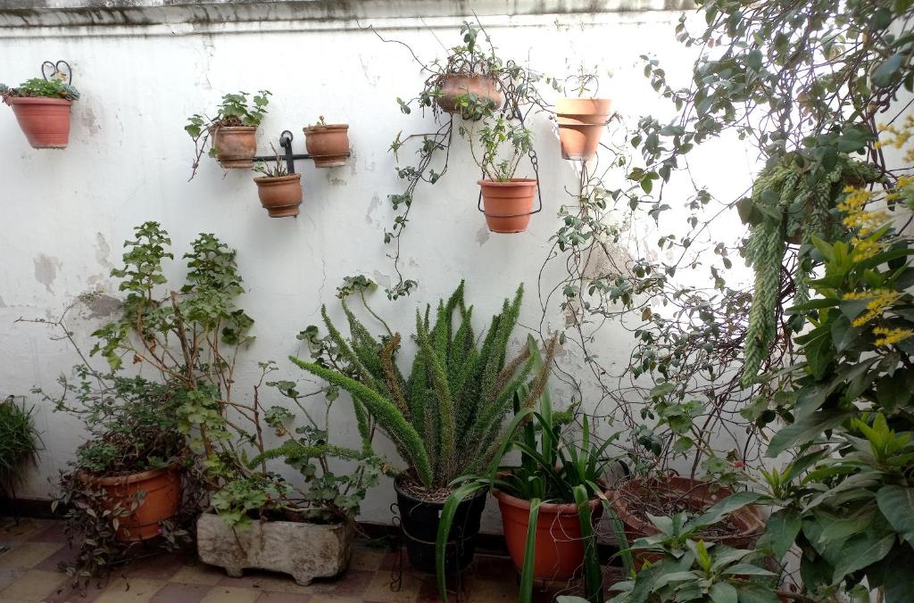 a white wall with lots of potted plants on it at SUMAQ WASICHA SALTA in Salta
