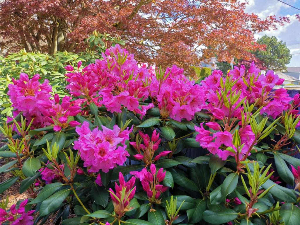 a bunch of pink flowers in a garden at Bed Plus YVR in Richmond
