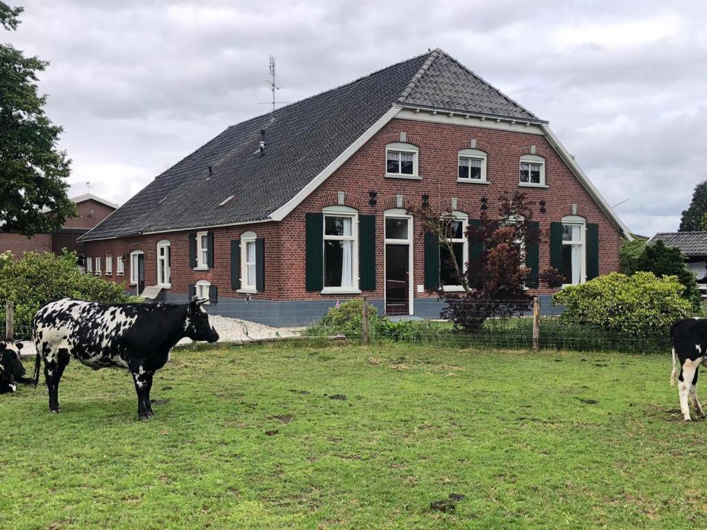 a cow standing in a field in front of a house at Boerderij woning in Aalten in de Achterhoek in Aalten