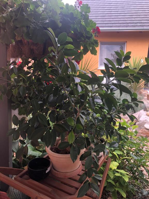 Vonkajšia záhrada v ubytovaní Dália apartman Gyömrő