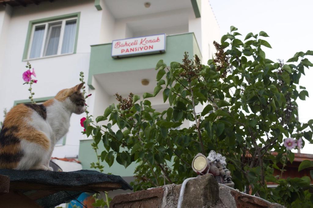 a cat sitting on a wall in front of a building at Bahçeli Konak in Eceabat