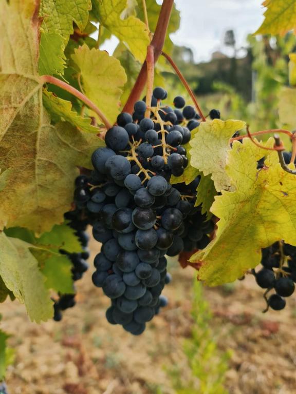 Fotografia z galérie ubytovania Podere Borgaruccio v destinácii Peccioli